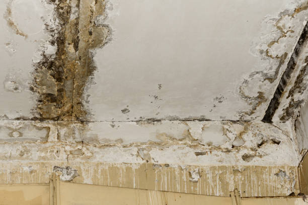 Why You Should Choose Our Mold Remediation Services in Continental, OH